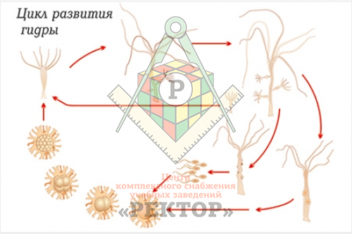 Мега ссылка омг